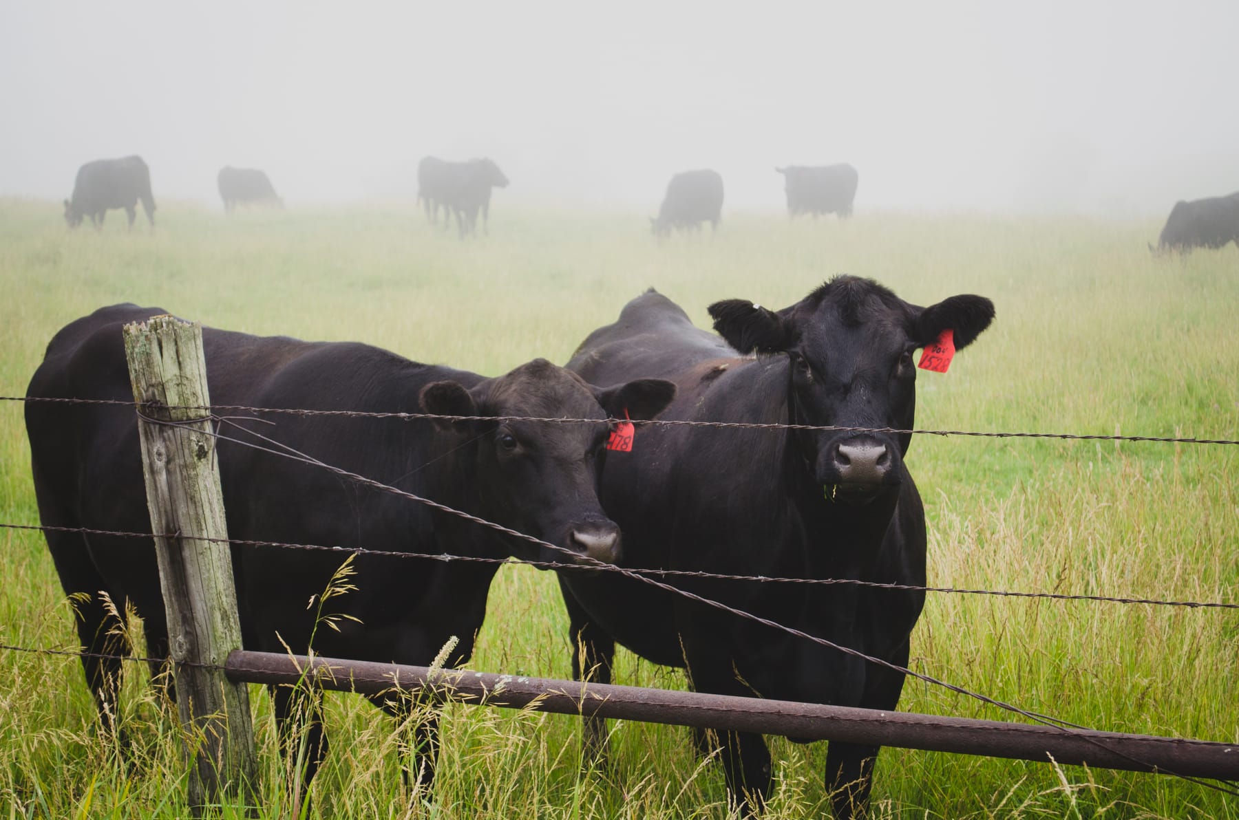 Black cattle at a fence in a misty field